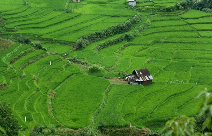 کشاورزی ارگانیک